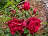 crimson-glory