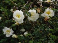 double-blanche-pimpinellifolia