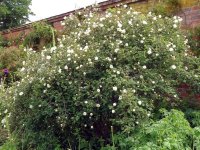 double-blanche-pimpinellifolia2