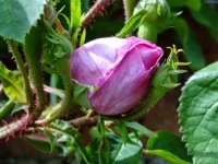 duchesse-de-cambraceres