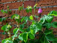 duchesse-de-cambraceres2