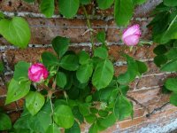 duchesse-de-cambraceres4