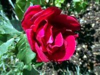 etoile-de-hollande