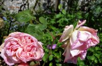 grace-darling2