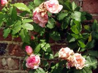 lady-waterlow4