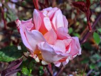 madame-laurette-messimy
