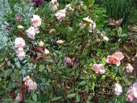 madame-laurette-messimy2
