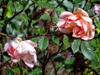 madame-laurette-messimy3