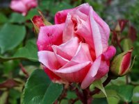 madame-lombard