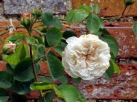 mlle-de-sombreuil