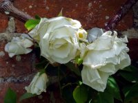 mrs-herbert-stevens-cl
