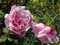 old-blush-china