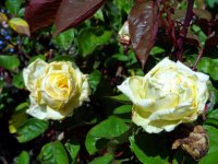 perle-des-jardins-cl