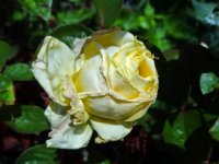 perle-des-jardins