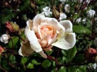perle-dor