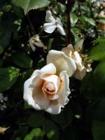 perle-dor2