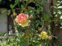phyllis-bide