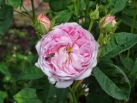 prolifera-de-redoute