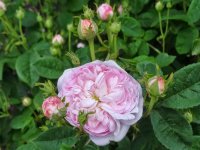 prolifera-de-redoute2