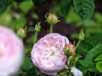 prolifera-de-redoute4
