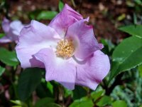 single-pink-china