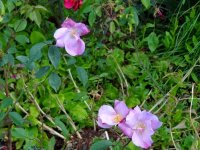 single-pink-china2