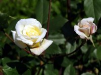 white-mademoiselle-cecile-brunner