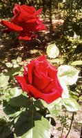 new-yorker