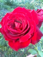 altesse