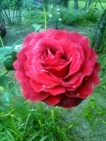altesse2