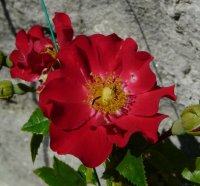 chimo-cercarose