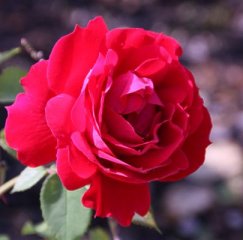 ramblin_red