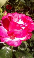 rose-gaujard