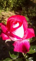rose-gaujard2