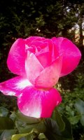 rose-gaujard3