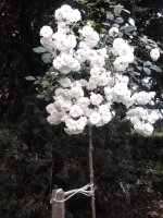 white-fairy