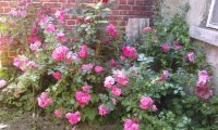 pink-chaplin
