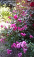 pink-chaplin2