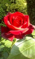 poinsettia2