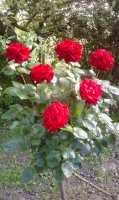 poinsettia3