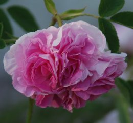 blush-hip-05a