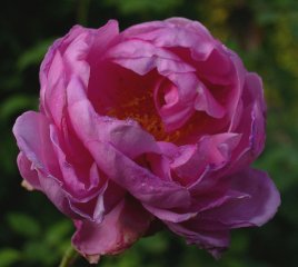 heather-austin-1c