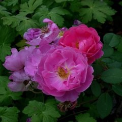 john-claire-3c