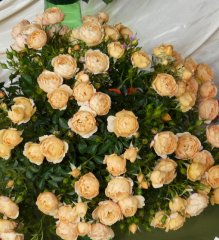 amber-cover.jpg