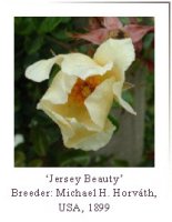 jersey_beauty