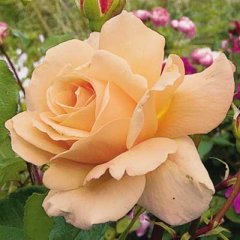 dr-brownell-rose