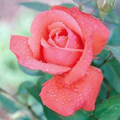 senior-prom-rose