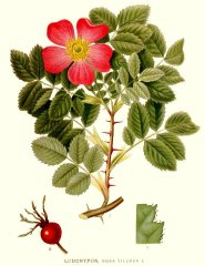 291_rosa_villosa