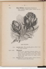 bon-silene