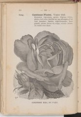 comtesse-riza
